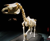 Impression KOÌRPERWELTEN der Tiere 2014 aus Ludwigsburg