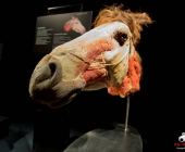 Impression KOÌRPERWELTEN der Tiere 2014 aus Ludwigsburg