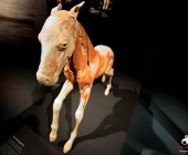 Impression KOÌRPERWELTEN der Tiere 2014 aus Ludwigsburg