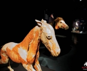 Impression KOÌRPERWELTEN der Tiere 2014 aus Ludwigsburg