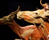 Impression KOÌRPERWELTEN der Tiere 2014 aus Ludwigsburg