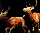 Impression KOÌRPERWELTEN der Tiere 2014 aus Ludwigsburg