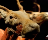 Impression KOÌRPERWELTEN der Tiere 2014 aus Ludwigsburg