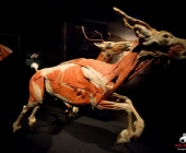 Impression KOÌRPERWELTEN der Tiere 2014 aus Ludwigsburg