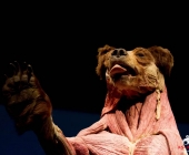 Impression KOÌRPERWELTEN der Tiere 2014 aus Ludwigsburg