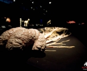 Impression KOÌRPERWELTEN der Tiere 2014 aus Ludwigsburg