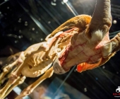 Impression KOÌRPERWELTEN der Tiere 2014 aus Ludwigsburg