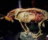 Impression KOÌRPERWELTEN der Tiere 2014 aus Ludwigsburg