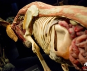 Impression KOÌRPERWELTEN der Tiere 2014 aus Ludwigsburg