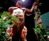 Impression KOÌRPERWELTEN der Tiere 2014 aus Ludwigsburg