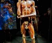 Impression KOÌRPERWELTEN der Tiere 2014 aus Ludwigsburg