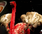 Impression KOÌRPERWELTEN der Tiere 2014 aus Ludwigsburg