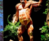 Impression KOÌRPERWELTEN der Tiere 2014 aus Ludwigsburg