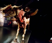 Impression KOÌRPERWELTEN der Tiere 2014 aus Ludwigsburg