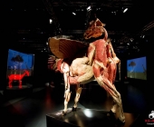 Impression KOÌRPERWELTEN der Tiere 2014 aus Ludwigsburg