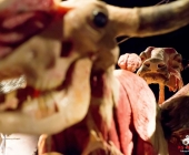 Impression KOÌRPERWELTEN der Tiere 2014 aus Ludwigsburg