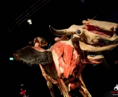 Impression KOÌRPERWELTEN der Tiere 2014 aus Ludwigsburg