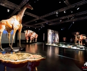 Impression KOÌRPERWELTEN der Tiere 2014 aus Ludwigsburg