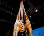 Impression KOÌRPERWELTEN der Tiere 2014 aus Ludwigsburg