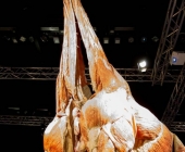 Impression KOÌRPERWELTEN der Tiere 2014 aus Ludwigsburg