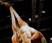 Impression KOÌRPERWELTEN der Tiere 2014 aus Ludwigsburg