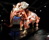 Impression KOÌRPERWELTEN der Tiere 2014 aus Ludwigsburg