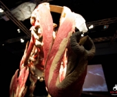 Impression KOÌRPERWELTEN der Tiere 2014 aus Ludwigsburg