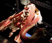 Impression KOÌRPERWELTEN der Tiere 2014 aus Ludwigsburg