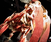 Impression KOÌRPERWELTEN der Tiere 2014 aus Ludwigsburg