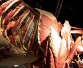 Impression KOÌRPERWELTEN der Tiere 2014 aus Ludwigsburg