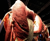 Impression KOÌRPERWELTEN der Tiere 2014 aus Ludwigsburg