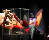 Impression KOÌRPERWELTEN der Tiere 2014 aus Ludwigsburg