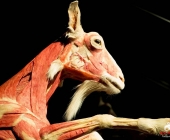 Impression KOÌRPERWELTEN der Tiere 2014 aus Ludwigsburg