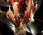 Impression KOÌRPERWELTEN der Tiere 2014 aus Ludwigsburg