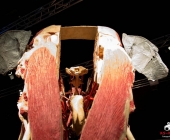 Impression KOÌRPERWELTEN der Tiere 2014 aus Ludwigsburg