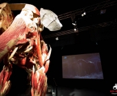 Impression KOÌRPERWELTEN der Tiere 2014 aus Ludwigsburg