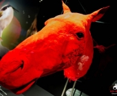 Impression KOÌRPERWELTEN der Tiere 2014 aus Ludwigsburg