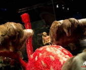Impression KOÌRPERWELTEN der Tiere 2014 aus Ludwigsburg