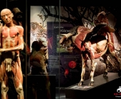 Impression KOÌRPERWELTEN der Tiere 2014 aus Ludwigsburg