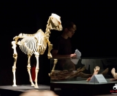 Impression KOÌRPERWELTEN der Tiere 2014 aus Ludwigsburg