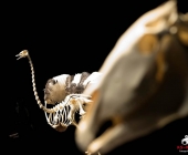 Impression KOÌRPERWELTEN der Tiere 2014 aus Ludwigsburg