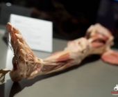 Impression KOÌRPERWELTEN der Tiere 2014 aus Ludwigsburg