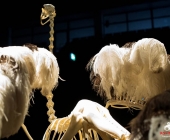 Impression KOÌRPERWELTEN der Tiere 2014 aus Ludwigsburg