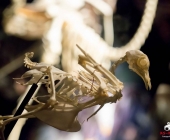 Impression KOÌRPERWELTEN der Tiere 2014 aus Ludwigsburg