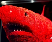 Impression KOÌRPERWELTEN der Tiere 2014 aus Ludwigsburg