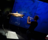 Impression KOÌRPERWELTEN der Tiere 2014 aus Ludwigsburg