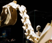 Impression KOÌRPERWELTEN der Tiere 2014 aus Ludwigsburg