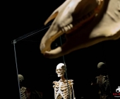 Impression KOÌRPERWELTEN der Tiere 2014 aus Ludwigsburg