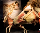 Impression KOÌRPERWELTEN der Tiere 2014 aus Ludwigsburg