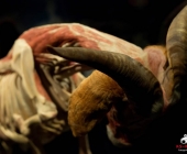 Impression KOÌRPERWELTEN der Tiere 2014 aus Ludwigsburg
